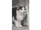 Perry, Domestic Longhair For Adoption In Pembroke, Ontario