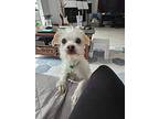 Jasmine, Terrier (unknown Type, Small) For Adoption In Richmond Hill, Ontario