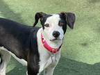 Nora, Rat Terrier For Adoption In Phoenix, Arizona