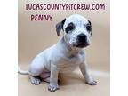 Penny, American Staffordshire Terrier For Adoption In Toledo, Ohio