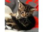 Banks, Domestic Shorthair For Adoption In Brownsburg, Indiana