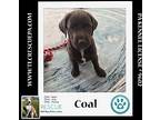 Coal (amber's Fire Pups) 021024, Labrador Retriever For Adoption In Kimberton