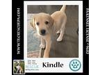 Kindle (amber's Fire Pups) 021024, Labrador Retriever For Adoption In Kimberton
