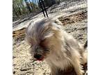 Ariel, Parson Russell Terrier For Adoption In Sanford, North Carolina