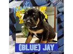 Blue Jay (west Union 9), Labrador Retriever For Adoption In Lewis Center, Ohio