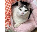 Usher, Domestic Shorthair For Adoption In Seal Beach, California