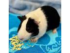 Paris And Oreo, Guinea Pig For Adoption In Burlingame, California