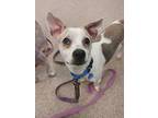 Rocko, Jack Russell Terrier For Adoption In Golden, Colorado