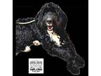 Beckett, Portuguese Water Dog For Adoption In Fort Montgomery, New York