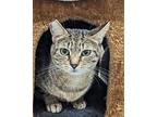 Tabby, Domestic Shorthair For Adoption In West Palm Beach, Florida