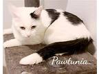 Pawtunia, Domestic Shorthair For Adoption In Naugatuck, Connecticut