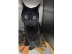 Grizzly, Domestic Shorthair For Adoption In Blackwood, New Jersey