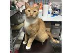 Alton, Domestic Shorthair For Adoption In Virginia Beach, Virginia