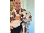 Hermey, American Pit Bull Terrier For Adoption In Austin, Texas