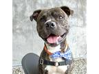 King, American Pit Bull Terrier For Adoption In Seattle, Washington