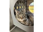 Max, Domestic Shorthair For Adoption In Vancouver, Washington