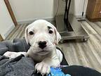 Puppies, Terrier (unknown Type, Medium) For Adoption In Verona, Pennsylvania