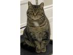 Billie, Domestic Shorthair For Adoption In Oakville, Ontario