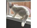 Guero #brother-of-snowball, American Shorthair For Adoption In Houston, Texas
