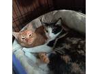 Swan & Dove, Domestic Shorthair For Adoption In Downey, California