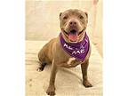 Nala, American Staffordshire Terrier For Adoption In Downey, California
