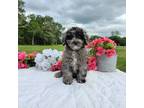 Aussiedoodle Puppy for sale in College Station, TX, USA