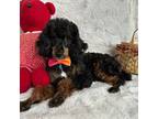 Poodle (Toy) Puppy for sale in Paxton, IL, USA