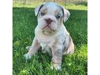 Bulldog Puppy for sale in Monett, MO, USA