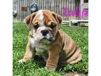 Bulldog Puppy for sale in Monett, MO, USA