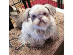 Shih Tzu Puppy for sale in Center Point, IA, USA