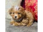 Poodle (Toy) Puppy for sale in Phoenix, AZ, USA