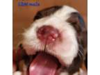 English Springer Spaniel Puppy for sale in Newfolden, MN, USA