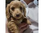 Dachshund Puppy for sale in Nappanee, IN, USA