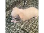 Chihuahua Puppy for sale in Meadville, PA, USA