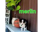 merlin'