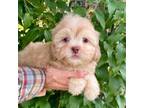 Shih-Poo Puppy for sale in New Albany, MS, USA