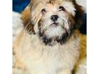 Shih-Poo Puppy for sale in Houston, TX, USA