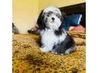 Shih Tzu Puppy for sale in Houston, TX, USA