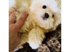 Shih-Poo Puppy for sale in Houston, TX, USA