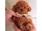 Poodle (Toy) Puppy for sale in Clifton, NJ, USA