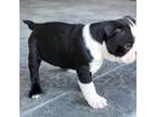 Boston Terrier Puppy for sale in Montgomery, IN, USA