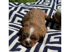Cavalier King Charles Spaniel Puppy for sale in Cabool, MO, USA