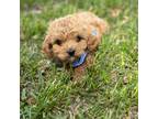 Cavapoo Puppy for sale in Cabool, MO, USA