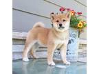 Shiba Inu Puppy for sale in Sioux Falls, SD, USA