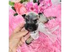 Schnauzer (Miniature) Puppy for sale in Hugo, OK, USA