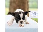French Bulldog Puppy for sale in Liberty, KY, USA