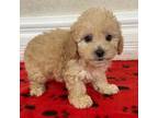 Poodle (Toy) Puppy for sale in Mesa, AZ, USA