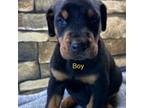 Doberman Pinscher Puppy for sale in Lula, GA, USA