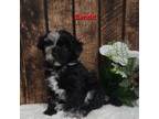 Mutt Puppy for sale in Pittsford, MI, USA