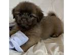 Shih Tzu Puppy for sale in Adel, GA, USA